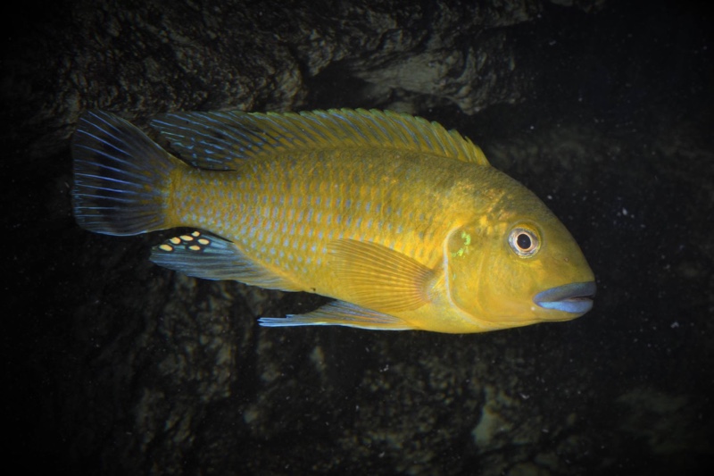 Pseudotropheus sp. 'williamsi north' Makonde